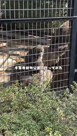 かな？｜台湾ワーホリ中🇹🇼のTikTok投稿