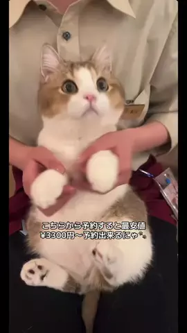 ガソキルマンのTikTok投稿