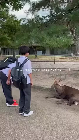 franklin_felix_xl_01のTikTok投稿