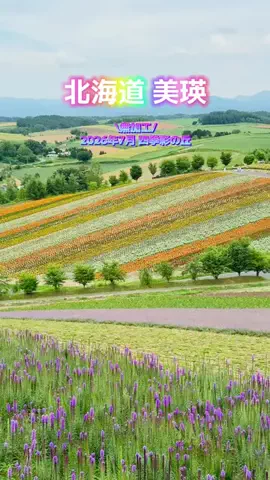 P-sanのTikTok投稿