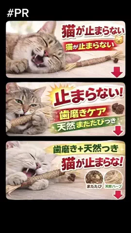 ねこまんま₍^..^₎のTikTok投稿