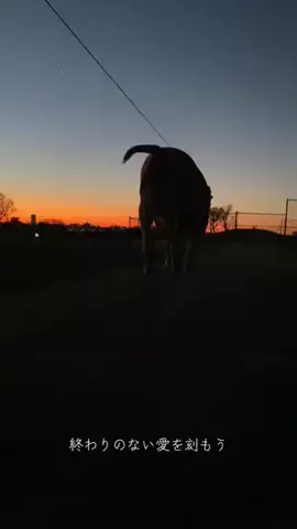 のっぽさん。🦮☀️のTikTok投稿