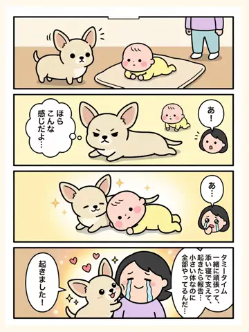 都内のチワワのTikTok投稿