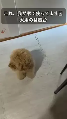 🐾 ボルゾイと保護っ子たちの日常｜ワンコ亭のTikTok投稿