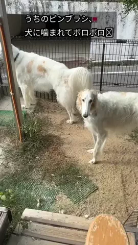 🐾 ボルゾイと保護っ子たちの日常｜ワンコ亭のTikTok投稿
