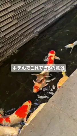 🥚たまごちゃん🥚のTikTok投稿