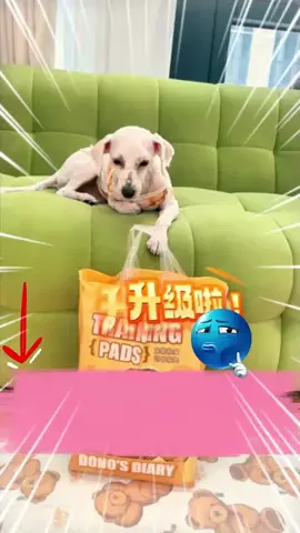 暖暖ペットのTikTok投稿