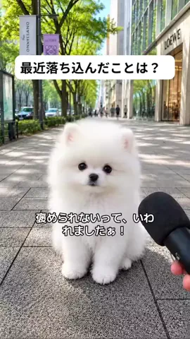犬猫総合製薬株式会社のTikTok投稿