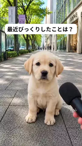 犬猫総合製薬株式会社のTikTok投稿
