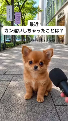 犬猫総合製薬株式会社のTikTok投稿
