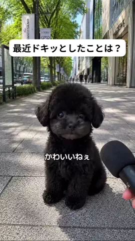 犬猫総合製薬株式会社のTikTok投稿