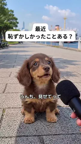 犬猫総合製薬株式会社のTikTok投稿