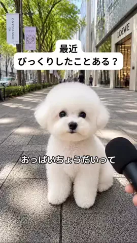 犬猫総合製薬株式会社のTikTok投稿