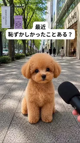 犬猫総合製薬株式会社のTikTok投稿