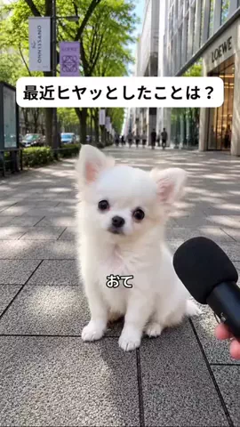 犬猫総合製薬株式会社のTikTok投稿