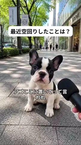 犬猫総合製薬株式会社のTikTok投稿