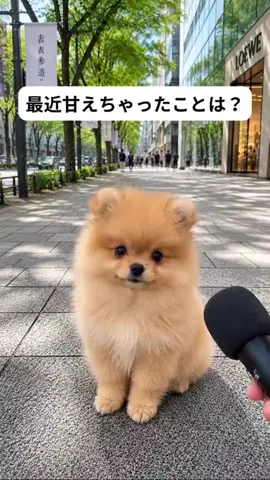 犬猫総合製薬株式会社のTikTok投稿