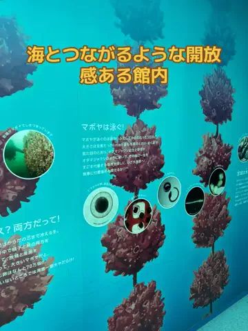 おとけしきのTikTok投稿