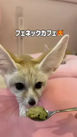 きゃな | 東京デート🗼のTikTok投稿