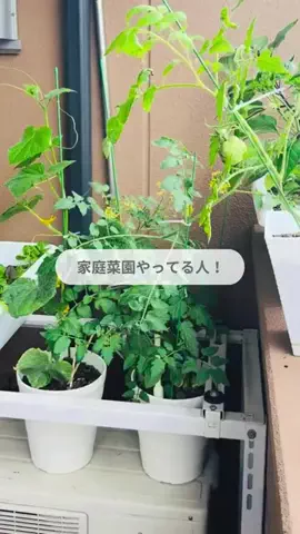 なみ | ドケチ夫に捧ぐ垢抜けプチプラDIYのTikTok投稿