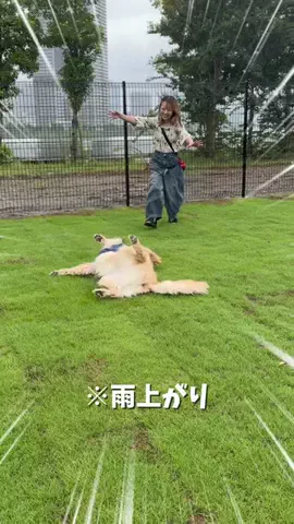 おにゅこじハウスのTikTok投稿