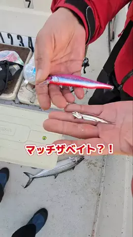広島たにさんのぼれやびゃー動画のTikTok投稿