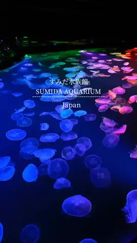初音美優華（みゆか）のTikTok投稿