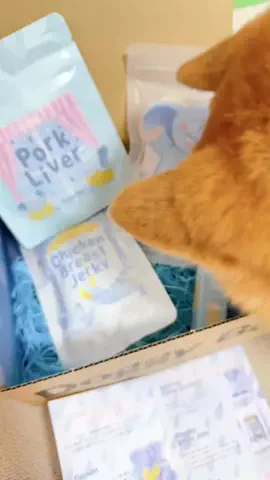 豆柴とらちゃん🐯のTikTok投稿