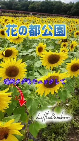 LittleBamboo.lsのTikTok投稿