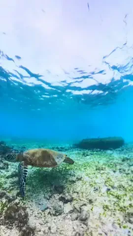 旅行大好き女子🐬🤍のTikTok投稿