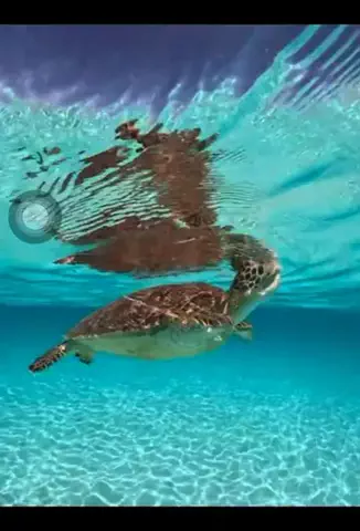 旅行大好き女子🐬🤍のTikTok投稿