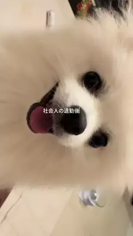 uyuのTikTok投稿