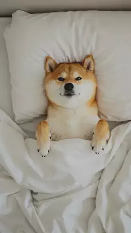 shibainu_no_maruのTikTok投稿