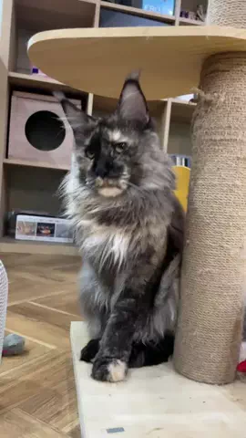 銀猫三獣士 silvercat_guildのTikTok投稿