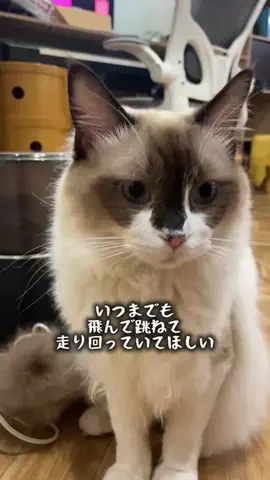 銀猫三獣士 silvercat_guildのTikTok投稿