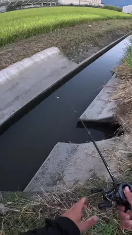 波呂 魁人のTikTok投稿