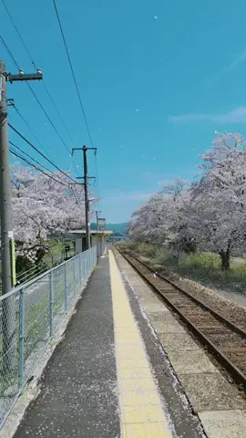 RyのTikTok投稿