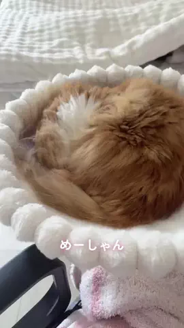 メル🎀￤マンチカン🐈のTikTok投稿