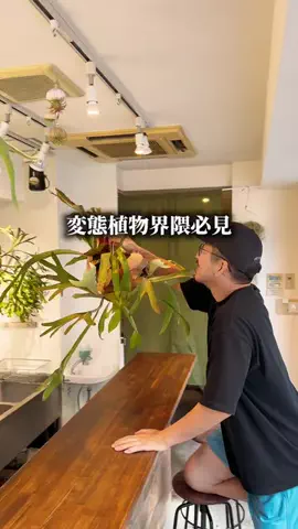 西荻窪グルメ｜西荻ニキのTikTok投稿