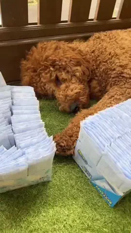 Oh my dogs❣️🐶🐾🐰🐹のTikTok投稿