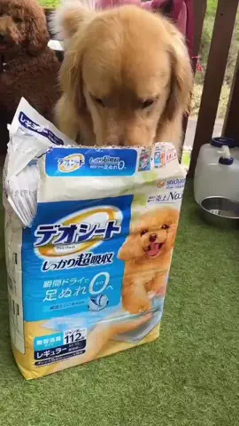 Oh my dogs❣️🐶🐾🐰🐹のTikTok投稿