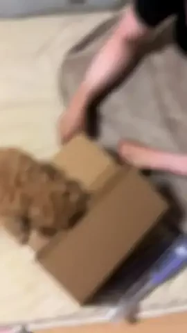 マルプーちゃちゃ🧸おかいものログ🛒のTikTok投稿