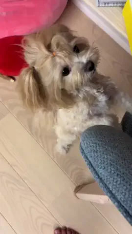マルプーちゃちゃ🧸おかいものログ🛒のTikTok投稿