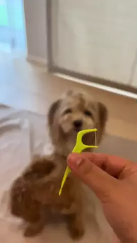 マルプーちゃちゃ🧸おかいものログ🛒のTikTok投稿
