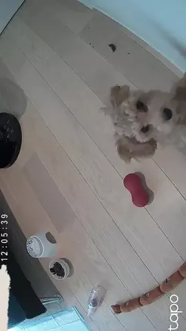 マルプーちゃちゃ🧸おかいものログ🛒のTikTok投稿