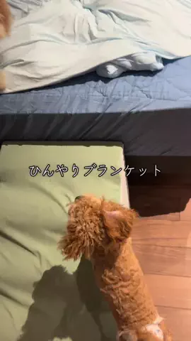 マルプーちゃちゃ🧸おかいものログ🛒のTikTok投稿