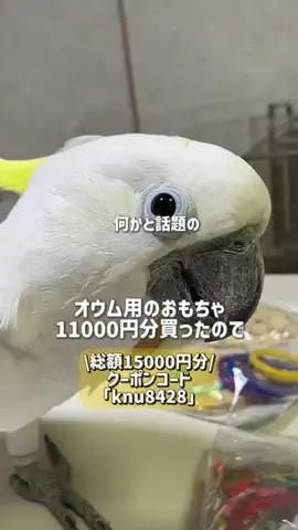 ダンシングオウムと監視犬のTikTok投稿