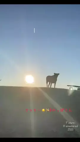 のっぽさん。🦮☀️のTikTok投稿