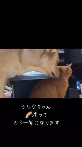 のっぽさん。🦮☀️のTikTok投稿