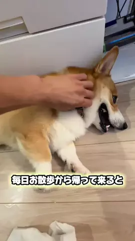 トロンのTikTok投稿